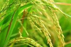 糧食重金屬檢測儀多少錢一臺？